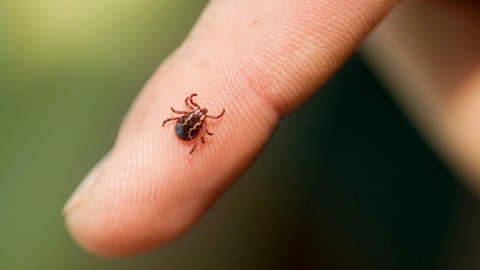 Teek op vinger